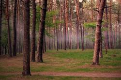 英雄联盟总决赛2025-黄昏的序章，当黄金一代谢幕，赛道新王已踩下油门