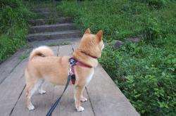 英雄联盟总决赛2025-极速赛道与硬木战场，体育世界中的巅峰对决