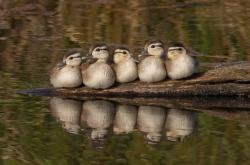 LOL赛事-高效终结VS持久杀伤，小贾伦如何用钝刀磨垮步行者防线