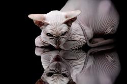 英雄联盟总决赛赛程-精密的机器与关键齿轮，英格兰封锁塞内加尔，罗德里成为胜负手