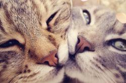 英雄联盟总决赛2025-逆袭之夜，洪都拉斯改写历史，阿克一剑封喉成国家英雄