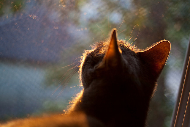 当孟菲斯的狂潮席卷铁岭的凛冬,莫兰特隔空引爆,辽宁决胜时刻带走勇士