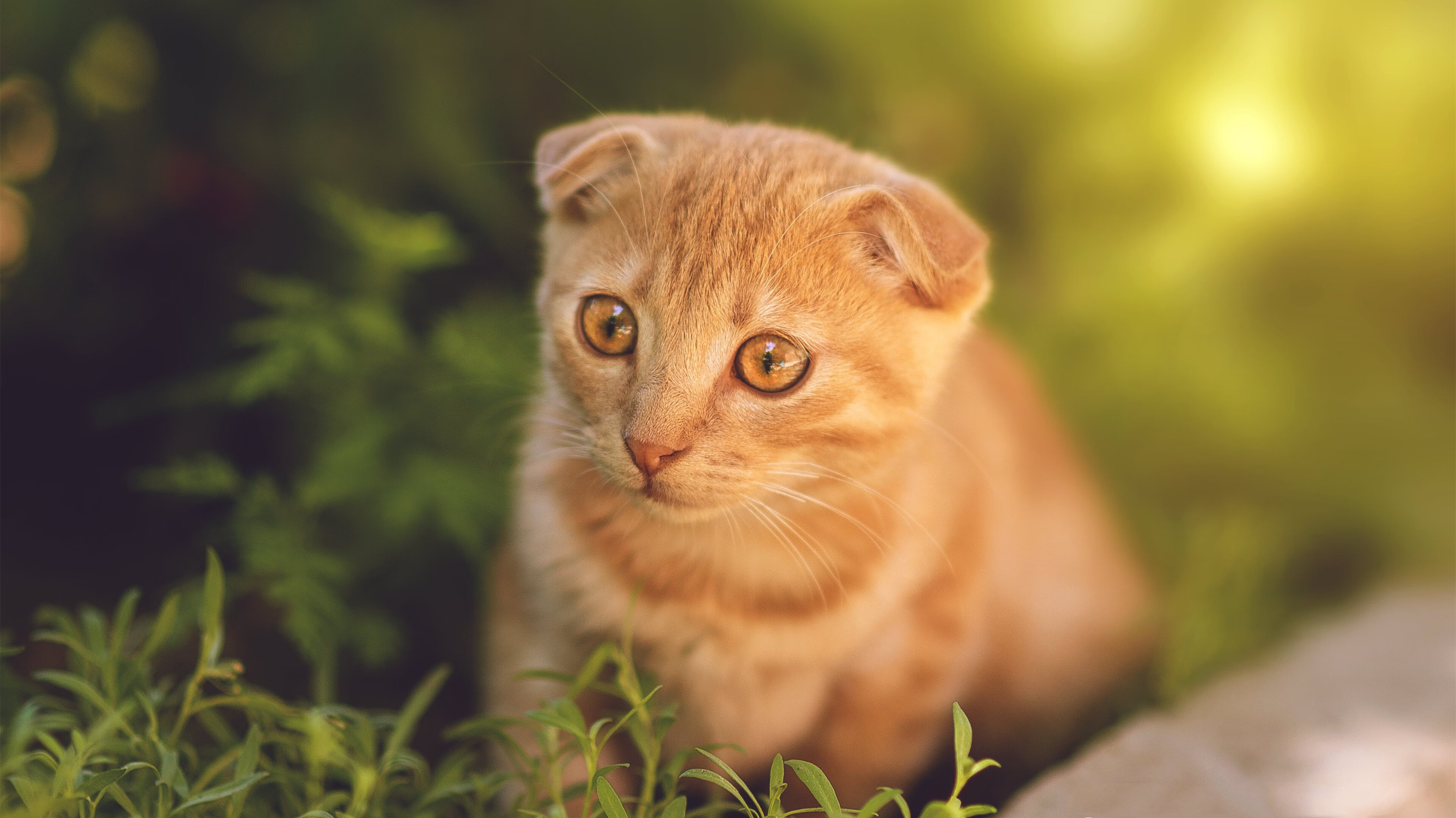 浙江队掀翻骑士震撼世界,文班亚马的41分宣言,这里没有巨人,只有战士