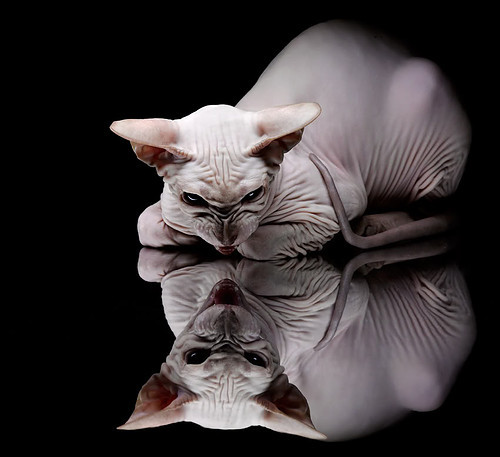 东方巨龙闪耀欧冠,中国元素绝杀秘鲁神话