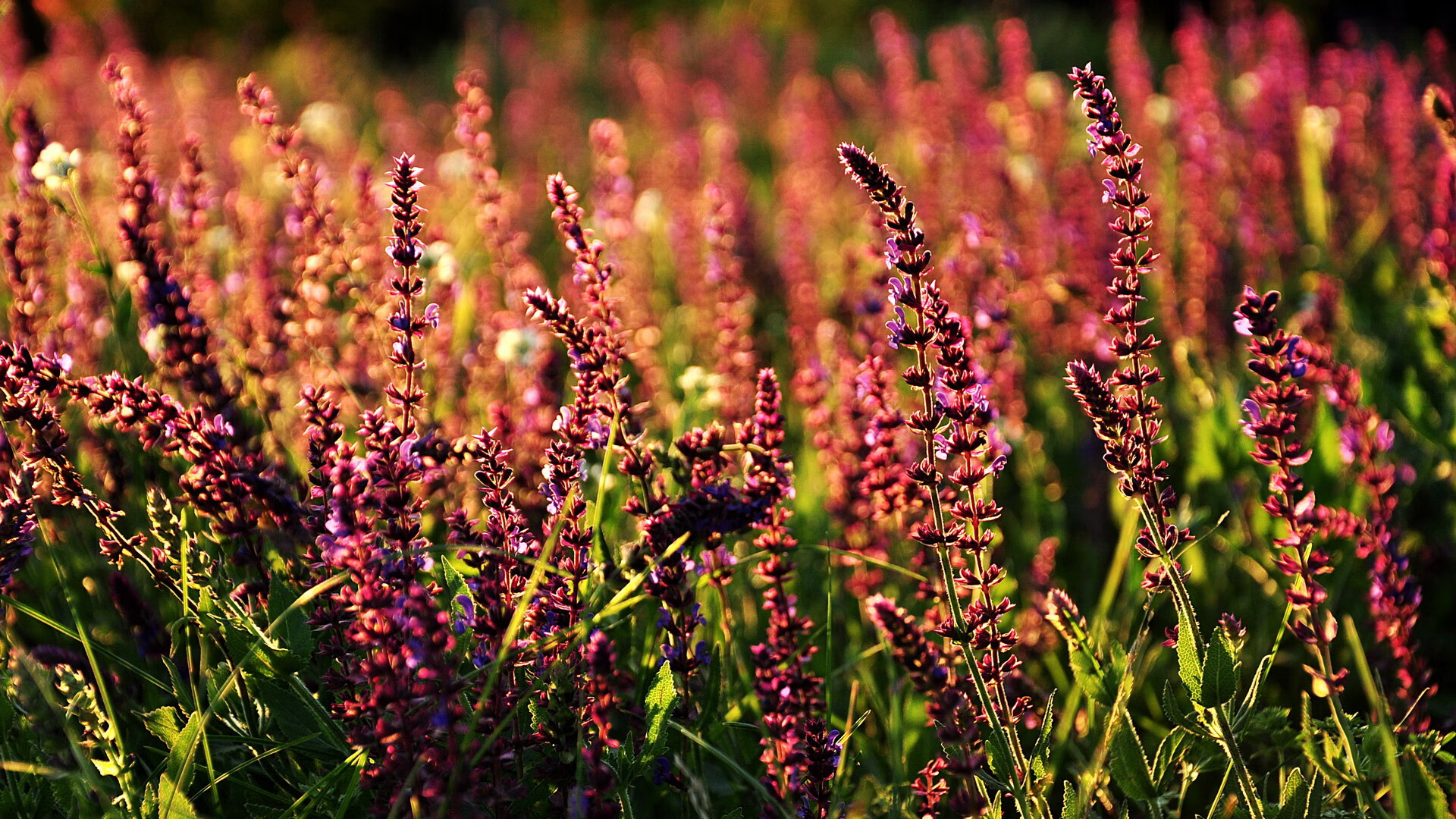 数据与血肉,2026世界杯焦点战背后的火箭绝杀北京队传奇