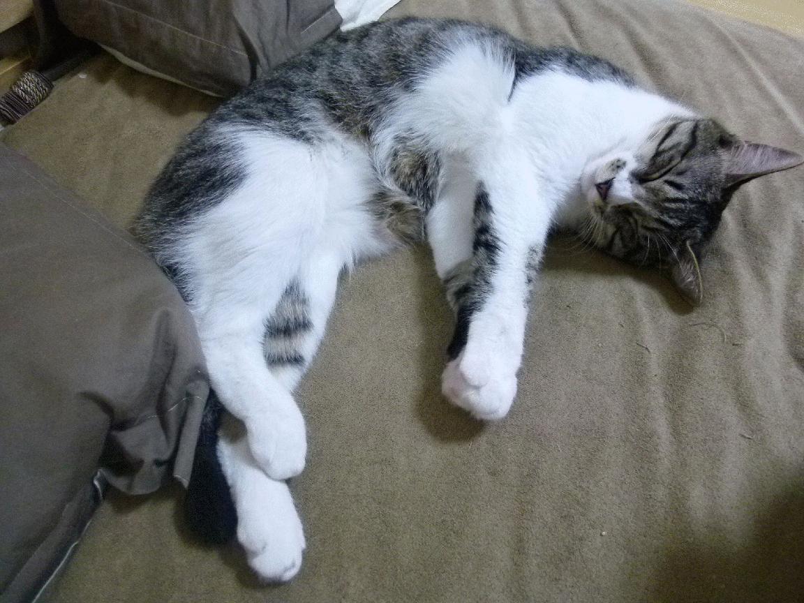 布克化身死神镰刀,广厦掀翻北京上演硬仗之王本色