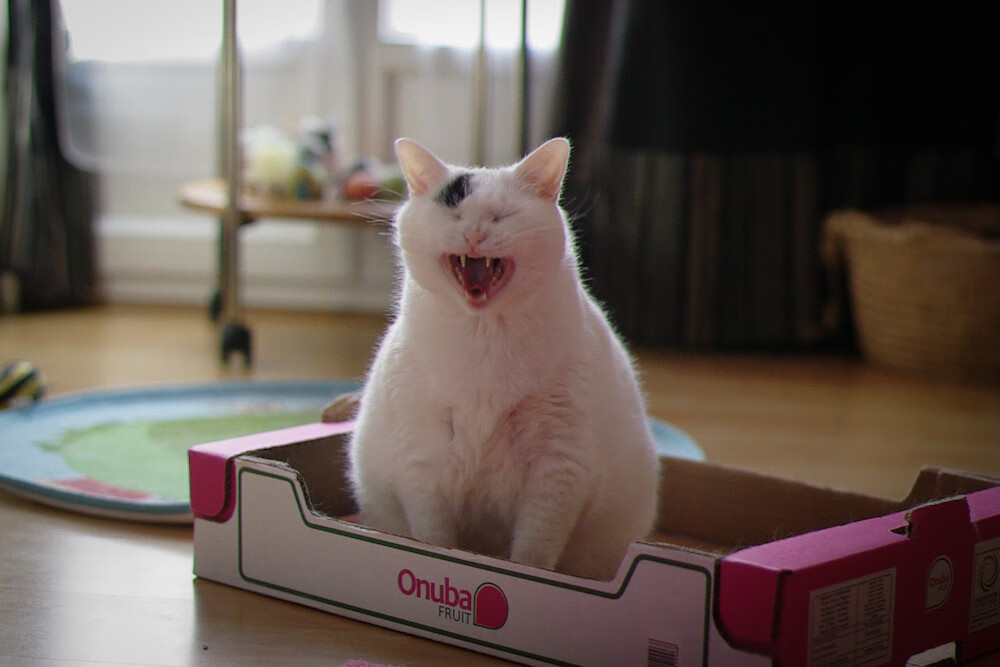 足球的多维胜利，从塞内加尔的团队闪电战到弗拉霍维奇的个人英雄主义