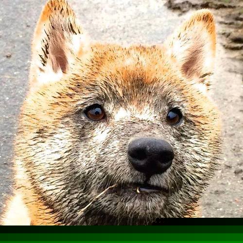 节奏之王福克斯的跨洋启示，广厦如何用团队篮球打穿马刺