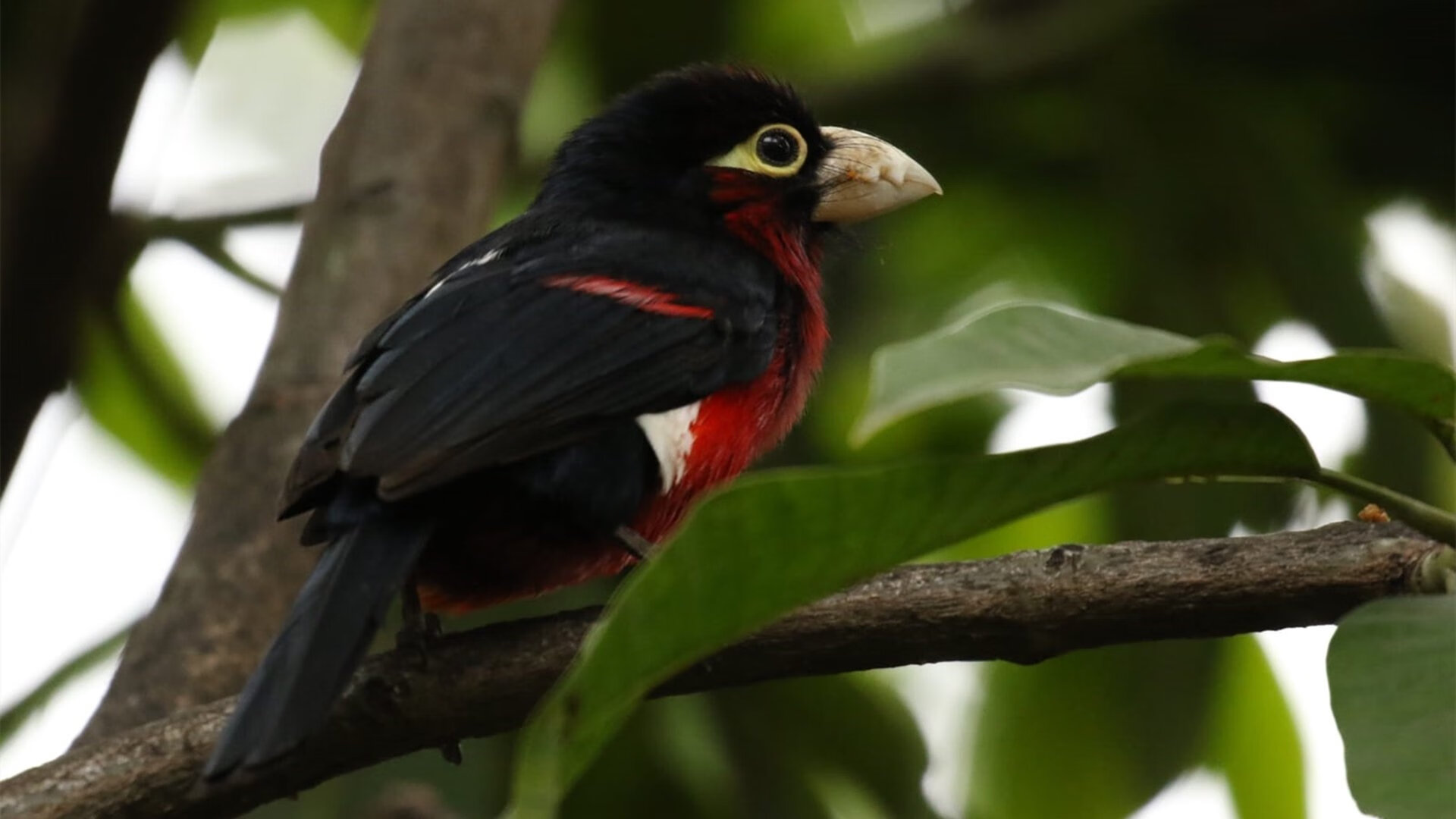 奥运圣火前的足球独舞