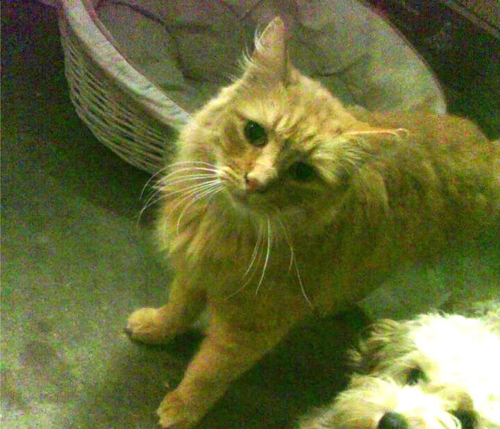 红色大理石,马克西在热凯炼狱中淬炼的硬仗之王