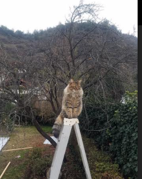 总决赛预演？浙江队对阵公牛，塔图姆攻防转换核心撕裂次元壁