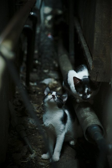 霍勒迪刹车变向力压勒布朗，当NBA第四节变成F1发卡弯